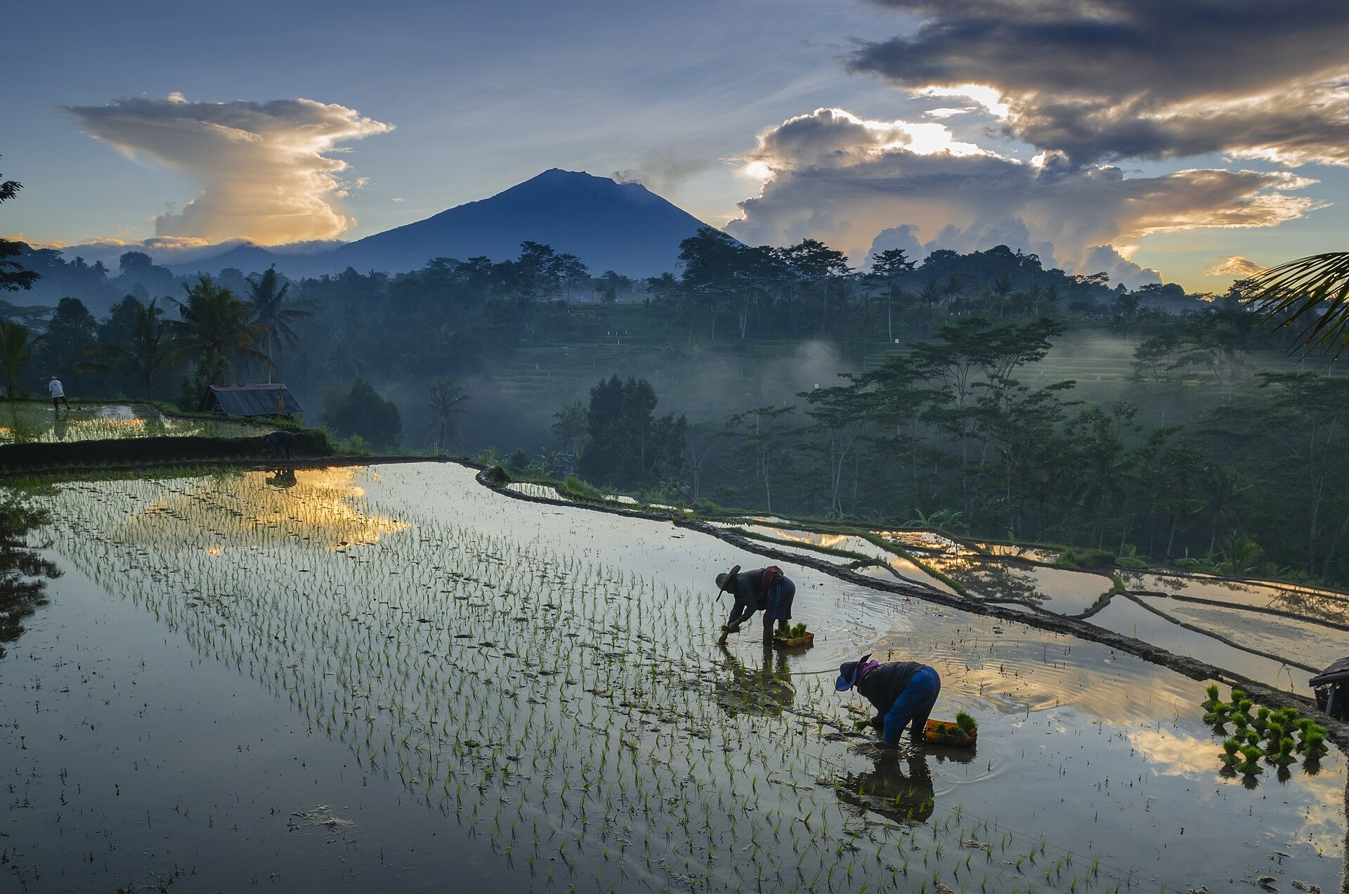 Indonesian Sustainable Agriculture and Spice Farming Landscape